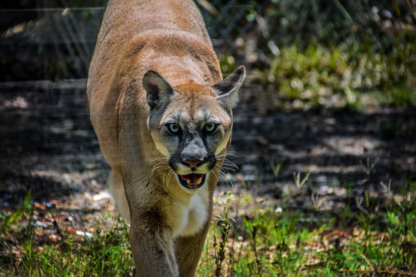 Cougar